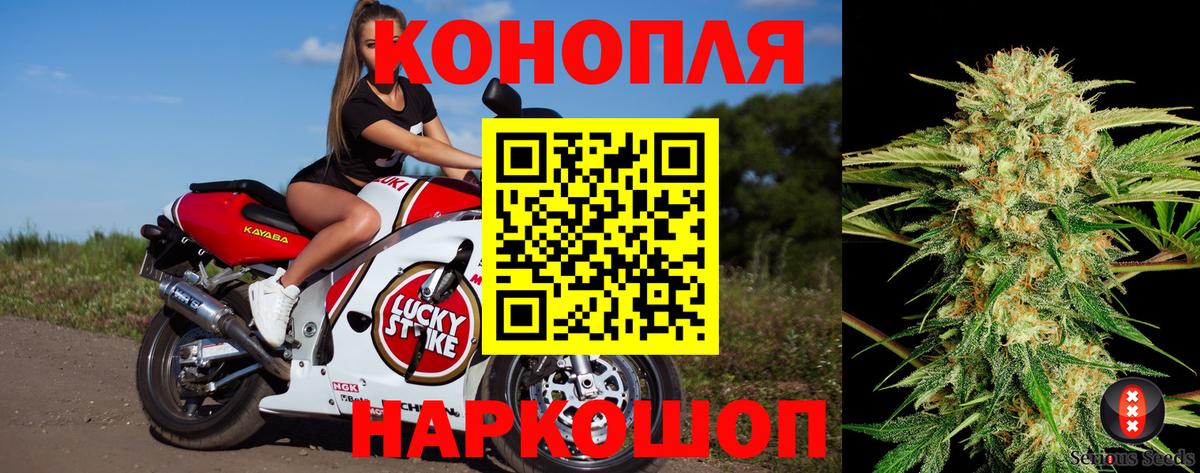 Бошки Шишки планчик Кизляр